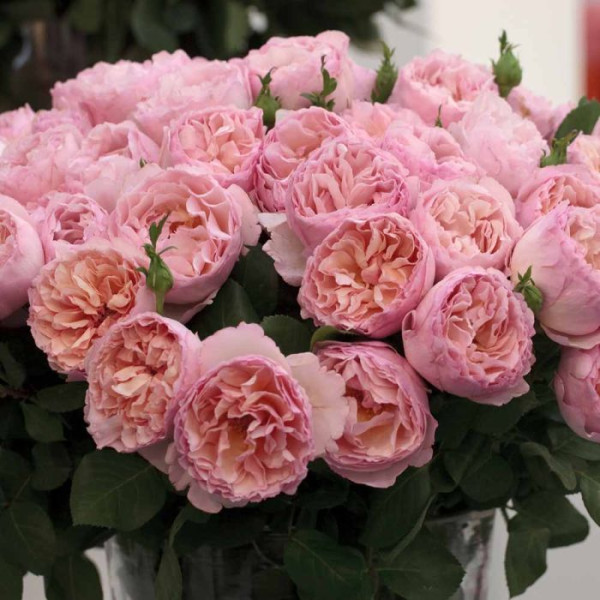 PRINCESSE CHARLENE DE MONACO® Meidysouk PRINCESSE CHARLENE DE MONACO® Meidysouk